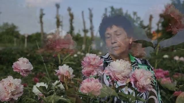 Пион Dresden Pink