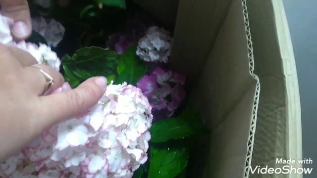 Сложности получения посылки через 'Новоя почта'. смотреть онлайн
