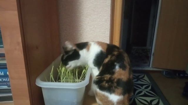 Кормим кошку овсом / Бася любит зелень Fresh herb for cats смотреть онлайн