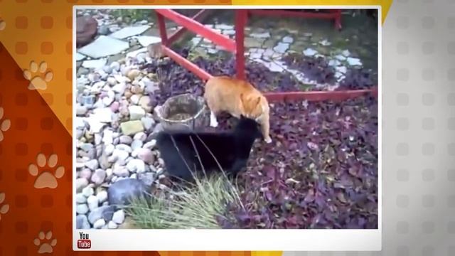 Ко мне! как подружить враждующих котов смотреть онлайн