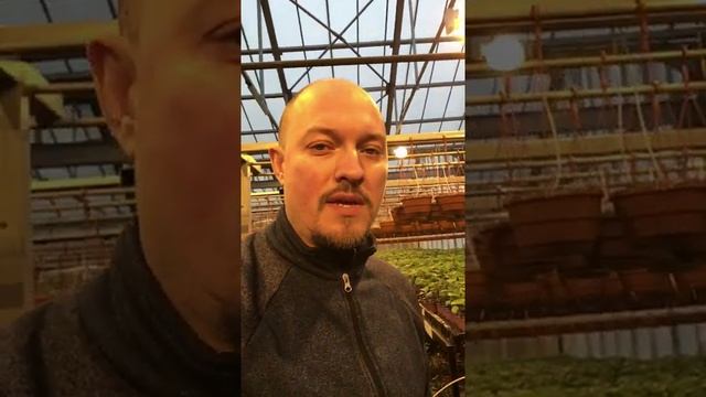 Как поливать растения в садовых центрах смотреть онлайн