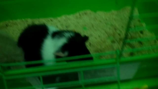 ..Самые лучшие животные смотреть онлайн