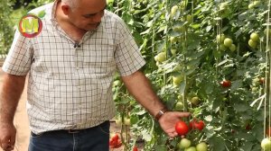 ? Вкусные гибриды томатов в 2021. Любушка F1