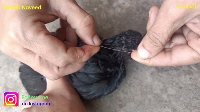 Cat attack on chick. chick in danger.m ny khud hi stitches b lgay.dangrious work by Zainab. смотреть онлайн