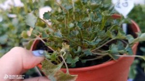 Мои кампанулы, 1 часть. Кампанула Портеншлага.