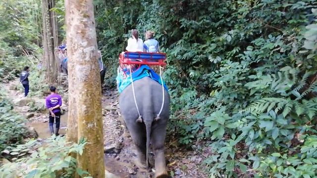 Отдых в Тайланде! Слоновья ферма, ощущения единства с природой. смотреть онлайн