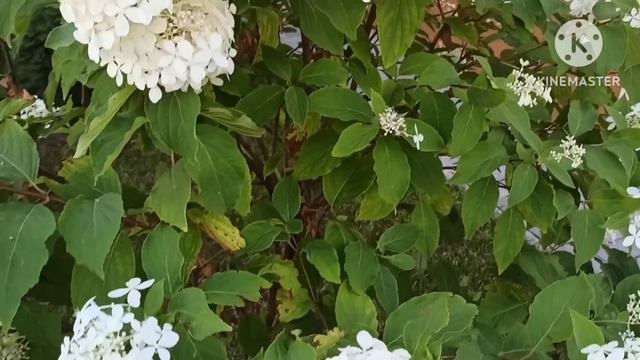 ПЕНКА КакБыХ.Сидит часами на стримах,их смотрит все больше зрителей,а заработок совсем упал смотреть онлайн