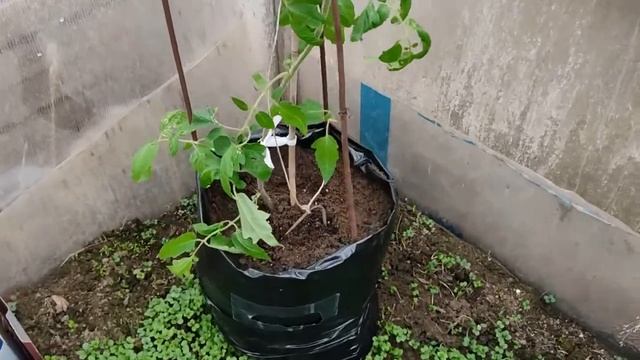Ранняя посадка помидоров. Обязательно попробуйте сделать так! смотреть онлайн