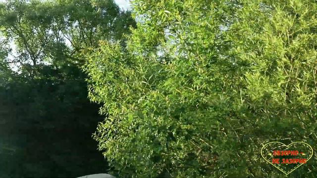 Бровченко//Друзья едут пожить//Обзор влогов// смотреть онлайн