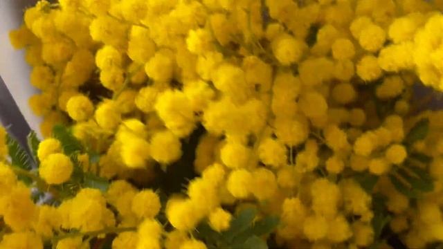 Букет мимозы Кас-Катала смотреть онлайн