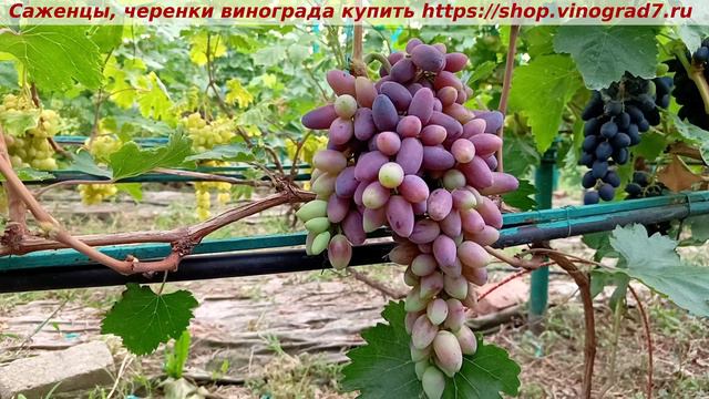 ПОДАРОК БЕЛАРУСИИ смотреть онлайн