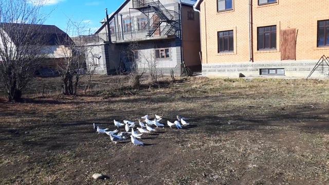 Истаравшан Бойные Голуби смотреть онлайн