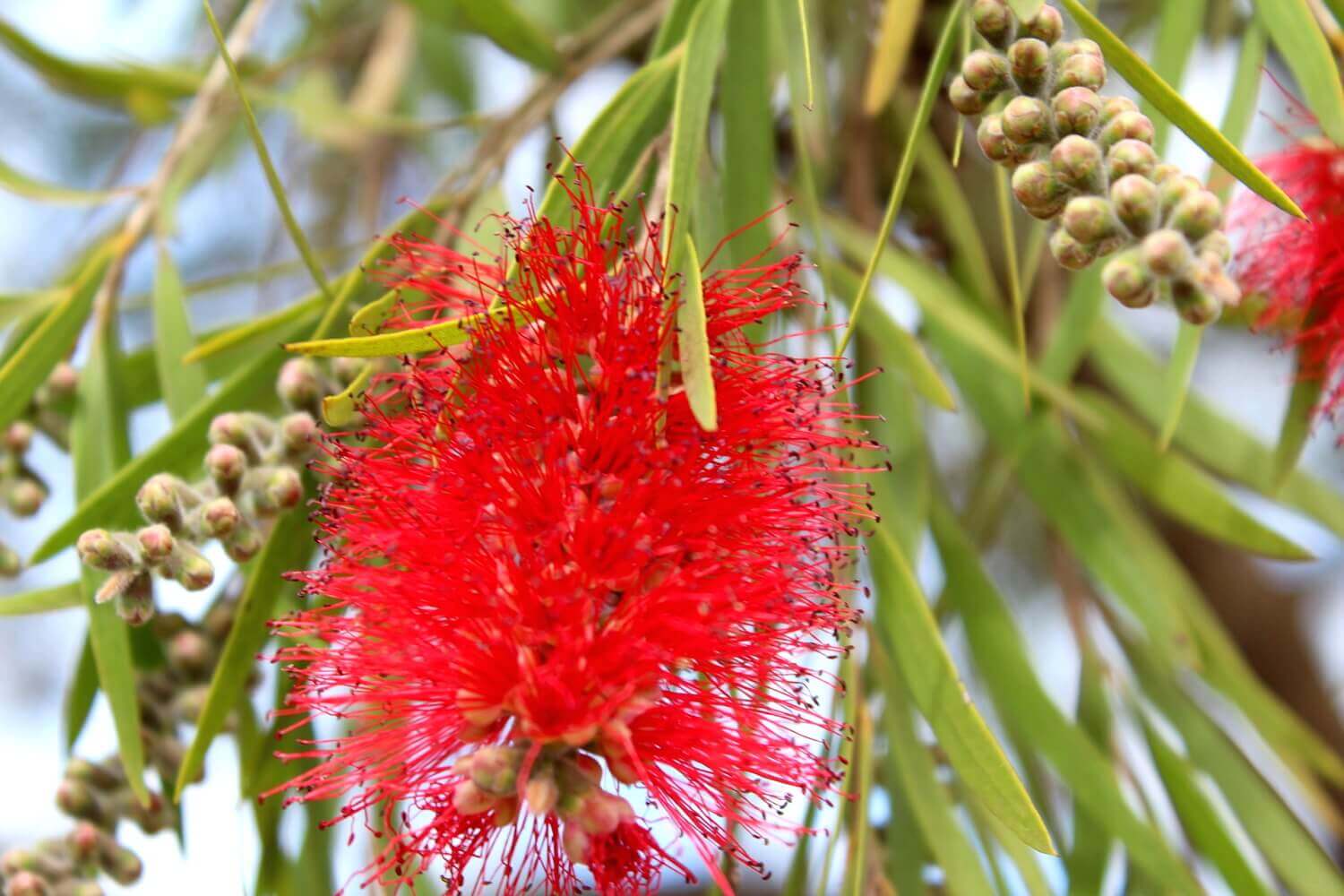 Каллистемон. Черенкование, укоренение (Callistemon) смотреть онлайн