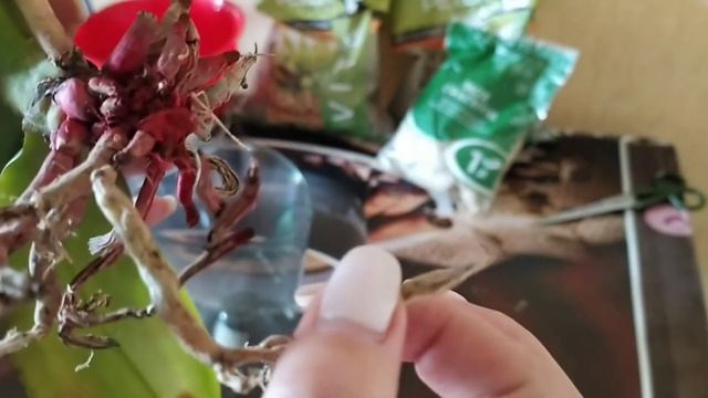 Реанимация ОРХИДЕИ получится- ли? смотреть онлайн