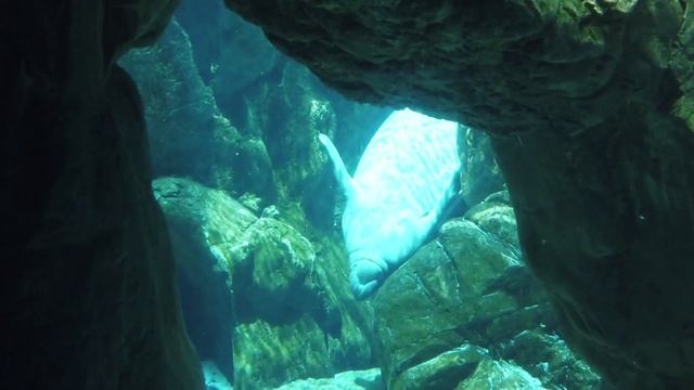 Морские обитатели и жители океана! Изучаем дети! смотреть онлайн