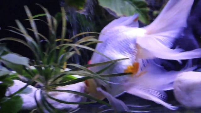 Fin-Tastic 4 Survivors смотреть онлайн