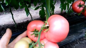 Первая кисть томата мануса