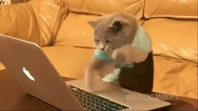 Cate's Daewoo смотреть онлайн