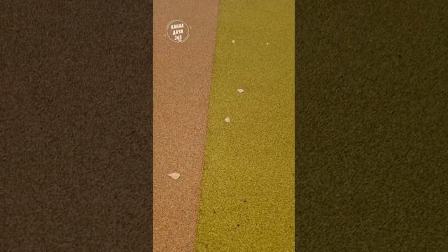 Покрытие из резиновой из крошки #shorts #дача365 смотреть онлайн