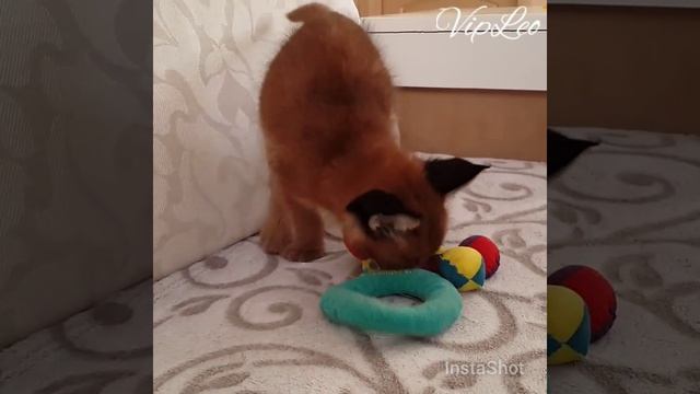 ♔VipLeo. Котята каракал нашего питомника. Caracal. смотреть онлайн