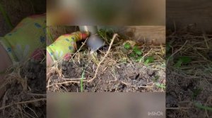 Слив для дачного умывальника.