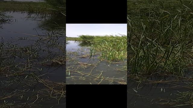 Хищники ЮКО