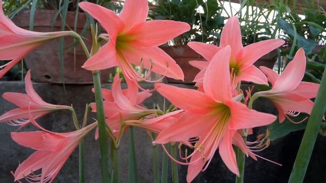 22 - How To Grow Amaryllis Lily ..... смотреть онлайн