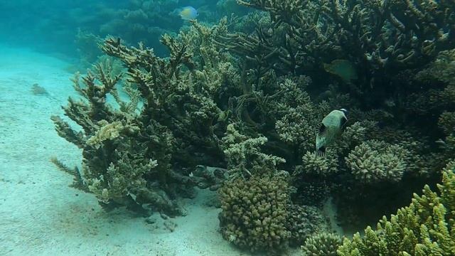scuba diving with optimist divers, Hurghada 2022 смотреть онлайн