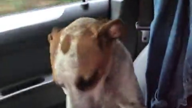 благодарность спасенной собаки довела женщину до слез смотреть онлайн