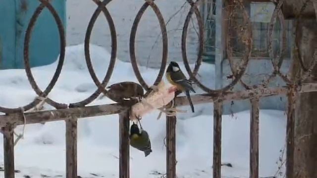 Воробей: "Синички, подвиньтесь!" смотреть онлайн