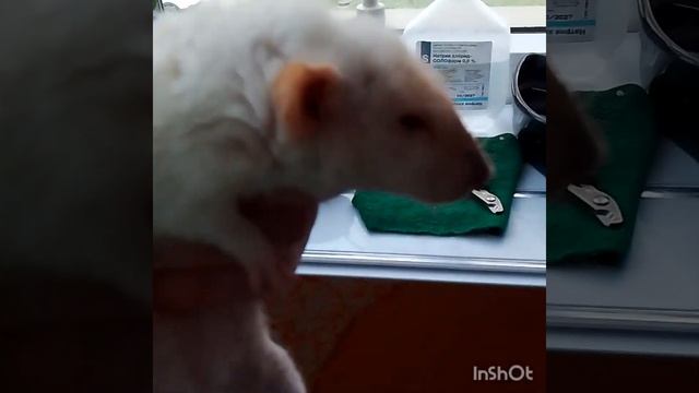 Уход за старенькой крыской, а также немного о порфирине у крыс... смотреть онлайн