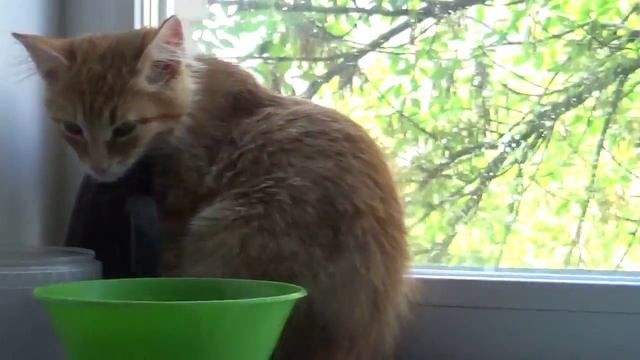 Дневной сон котов смотреть онлайн