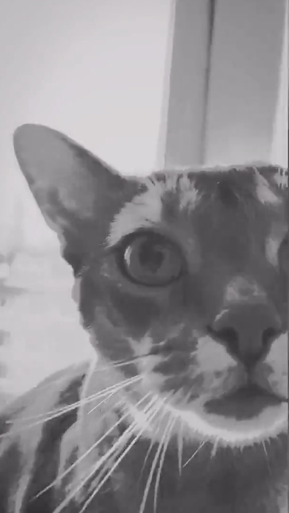 Перевоплощение