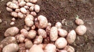 Картофель Сарпо Мира 2017 год 11 сентября УРОЖАЙ Подмосковье