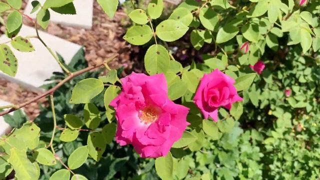 Rose Zephirine Drouhin Review смотреть онлайн