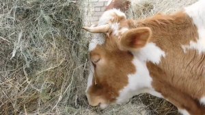 Привезли НОВУЮ КОРОВУ! НЕТЕЛЬ АЙРШИРКА ВЕСНА!Хочу ЕЩЕ купить коров или нетелей айрширской породы!