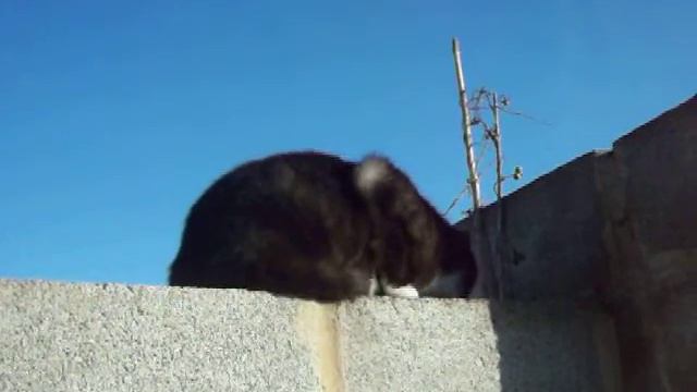 ...сторожевой кот Матвей (мать его...) ...без угощения не позирует,... смотреть онлайн