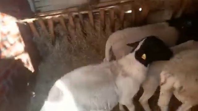 бараны чистокровные породы Дорпер смотреть онлайн