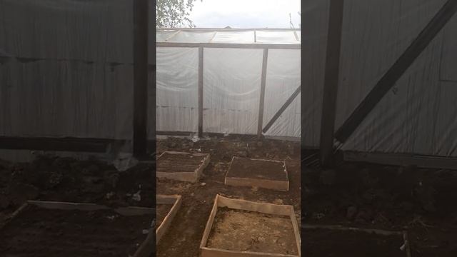 Барбарис, черенкование. смотреть онлайн