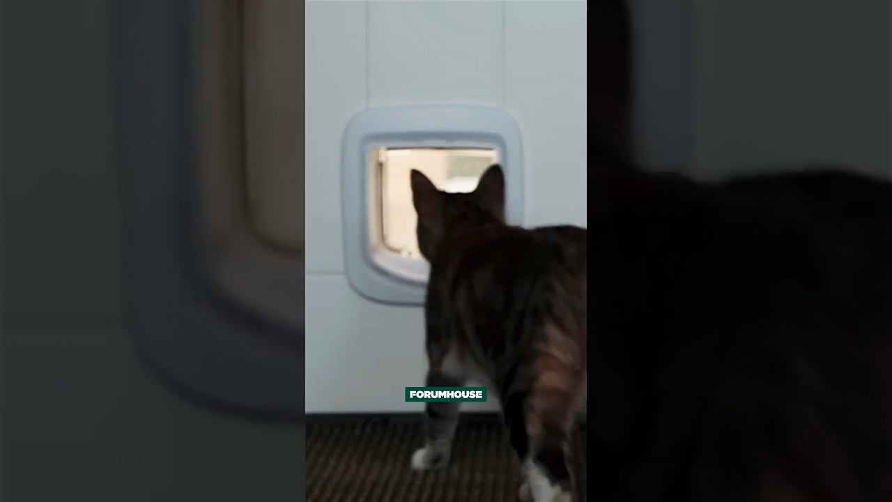 А вы знали о такой штуке? Любимцы будут в безопасности #лайфхаки #кот #shorts смотреть онлайн