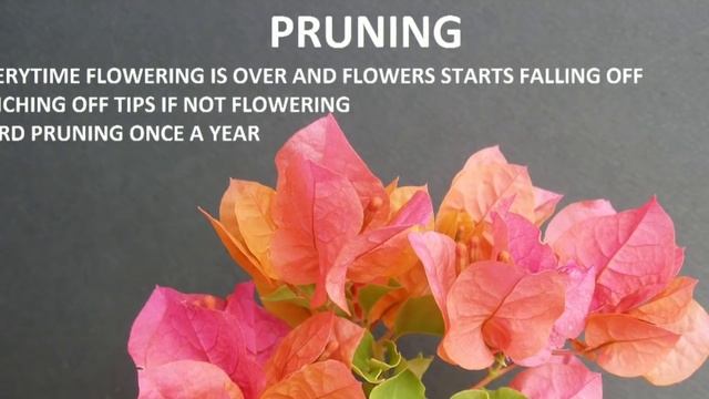 How To Increase Flowering In Bougainvillea