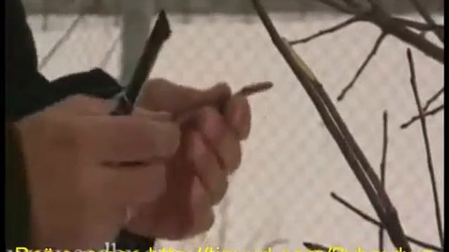 Прививка плодовых деревьев лучшие способы © - Уроки Николая Рабушко. смотреть онлайн