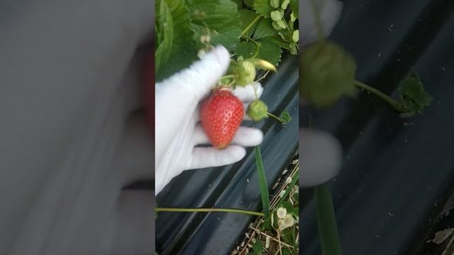 Клубника Брилла. Фруктовая бомба ! смотреть онлайн