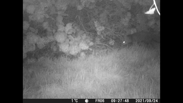 Foxes At Night APEMAN H55 Camera 6 Of 12 Brittany, France 12 Trail Cameras Untouched For 7 Months