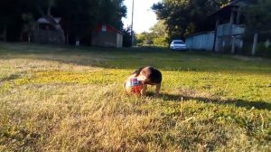 Щенок Русской Гончей ( возраст 1.5 месяца)