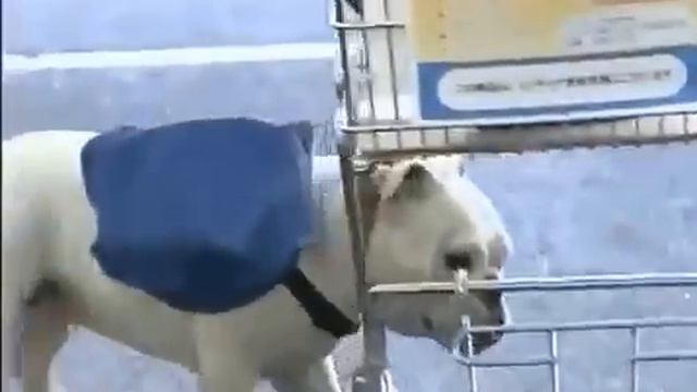 Обезьяна и Бульдог верные друзья! смотреть онлайн