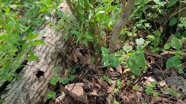 Growing pomegranate in Florida. смотреть онлайн