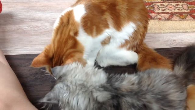 Мейнкун ТВ: Адриана и шнурочки смотреть онлайн