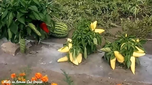 Почему лучше прозрачная ПЛЁНКА /Огород на ПЛЁНКЕ. смотреть онлайн