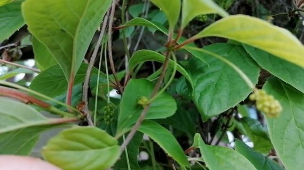 + завязались ягодки на нашем Лимоннике Китайском (Schisándra chinénsis). июнь 2022.mp4